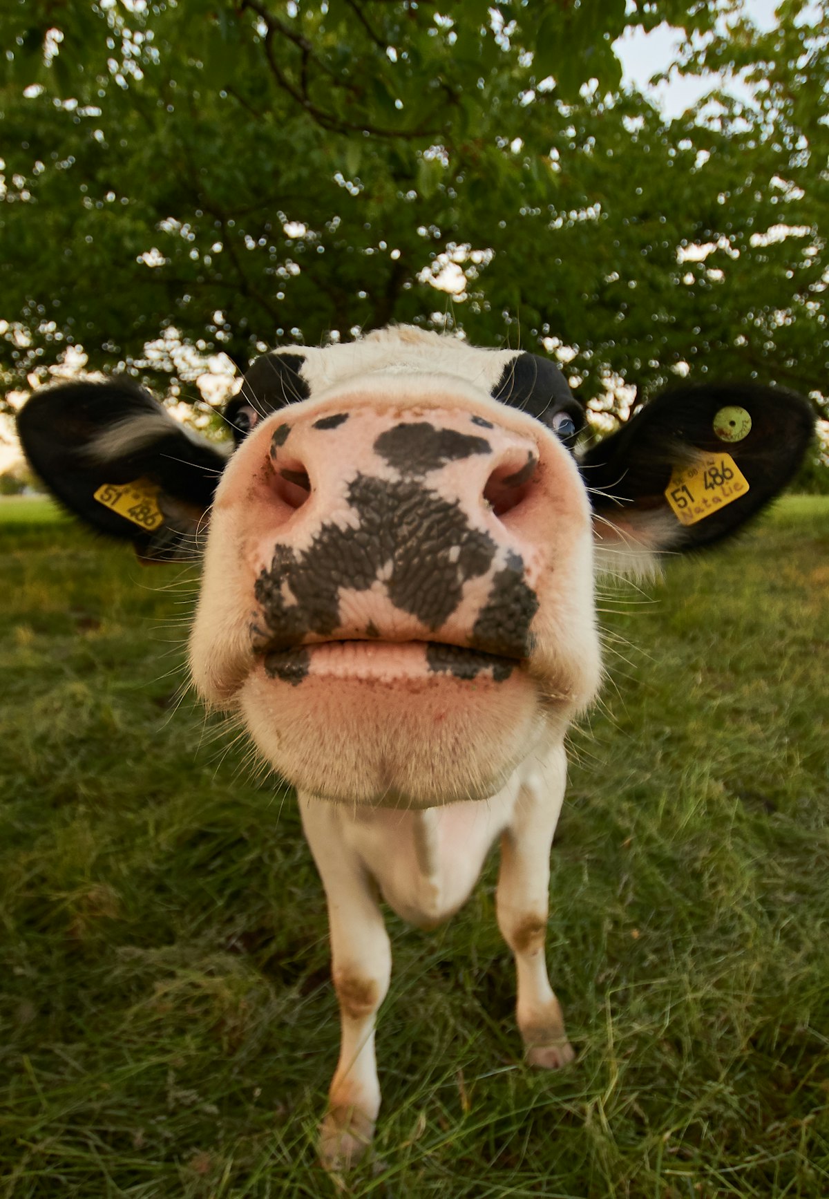 Foto ilustrasi sapi; bukan dokumentasi farm